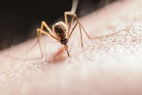 警惕！蚊子传播的“夏季病”，这些知识要记牢！