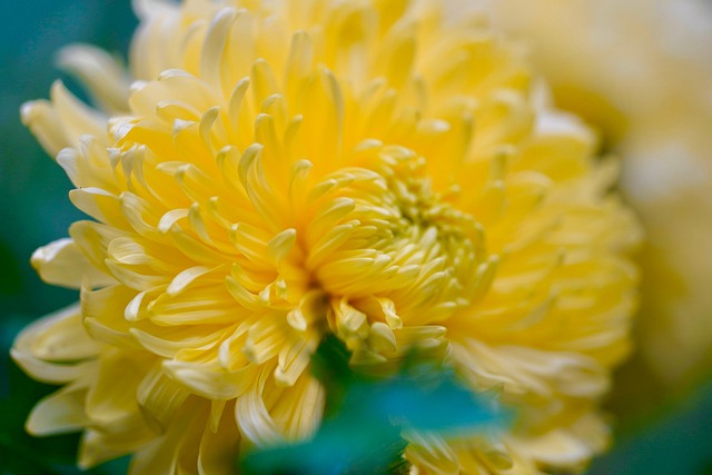 chrysanthemum-5668882_640.jpg